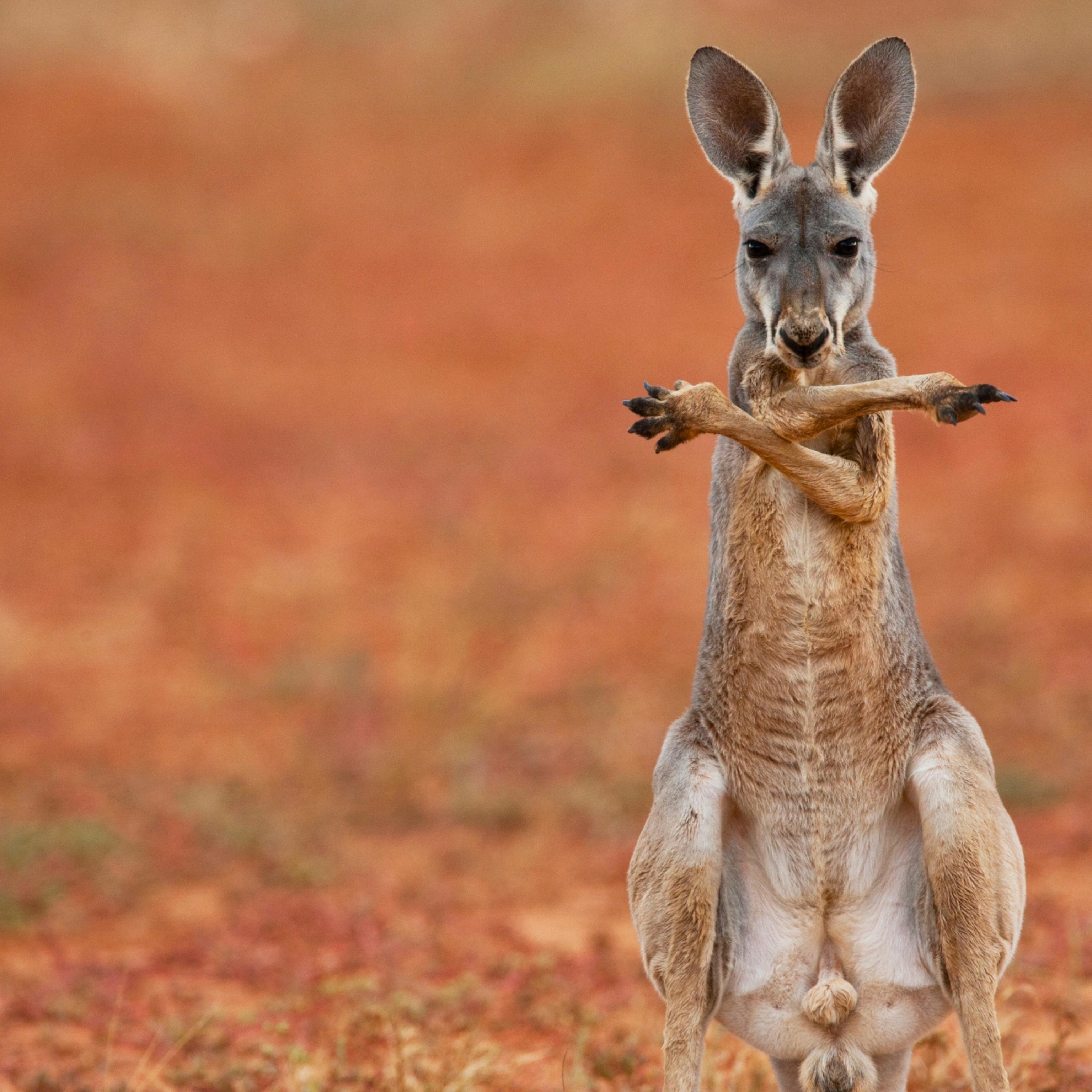 how does a kangaroo give birth