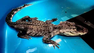 how does an alligator mate 1 1