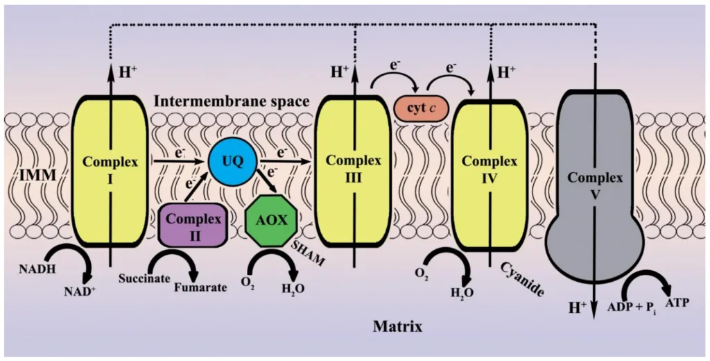 cyanide-s-effects-on-cellular-respiration