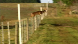 how high can a deer jump 1 1