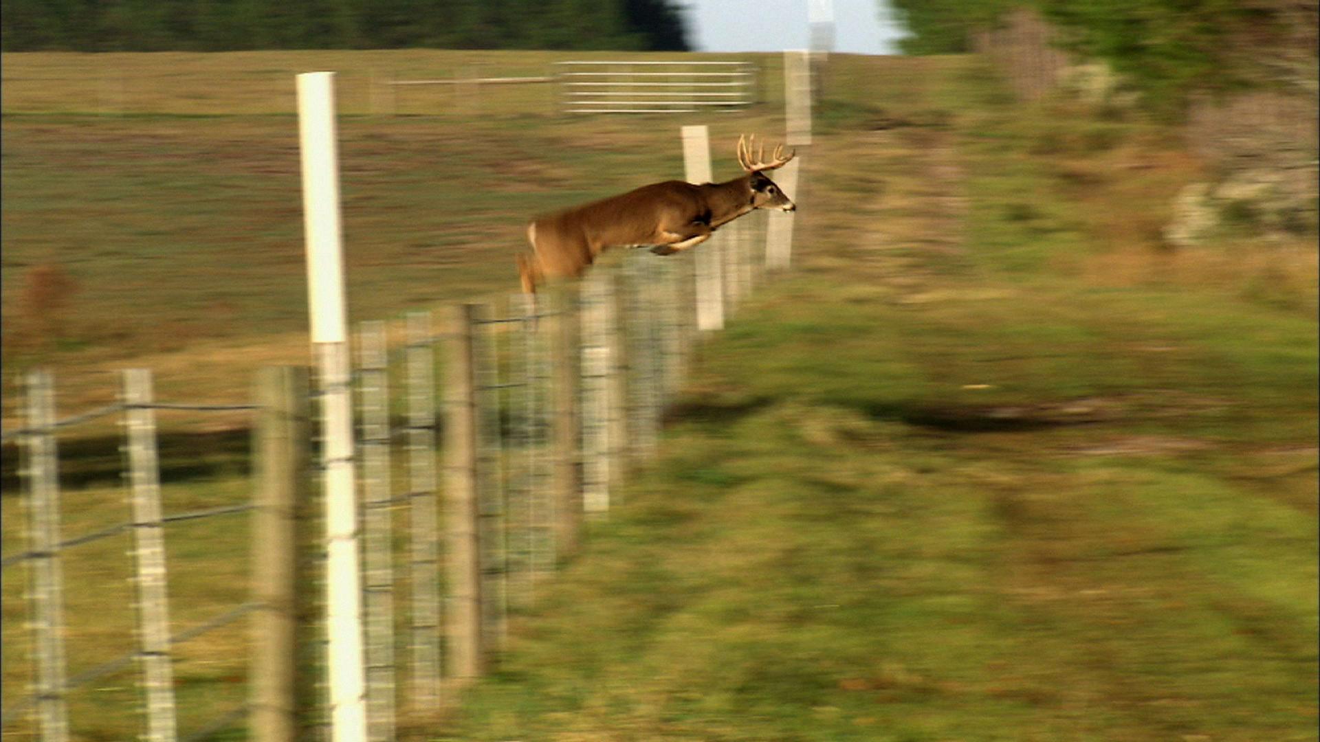The incredible reach of a deer leap