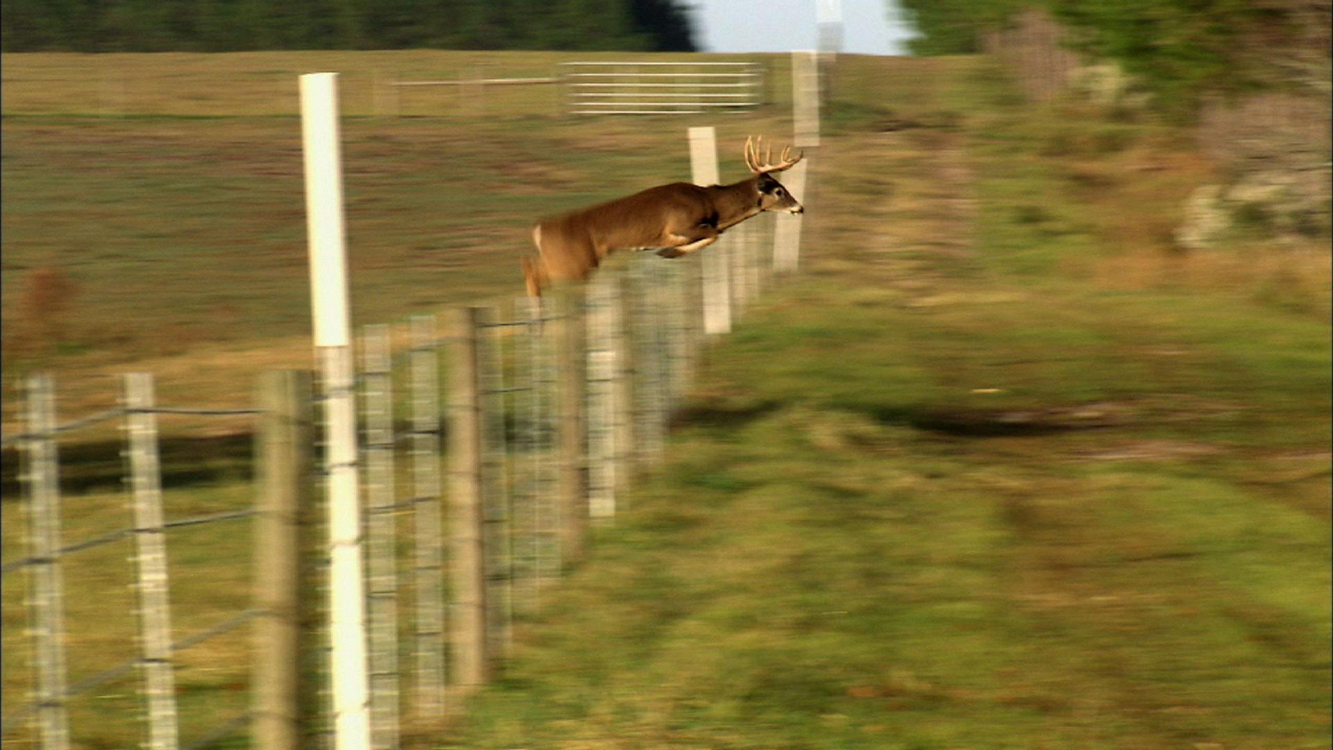 how high can a deer jump