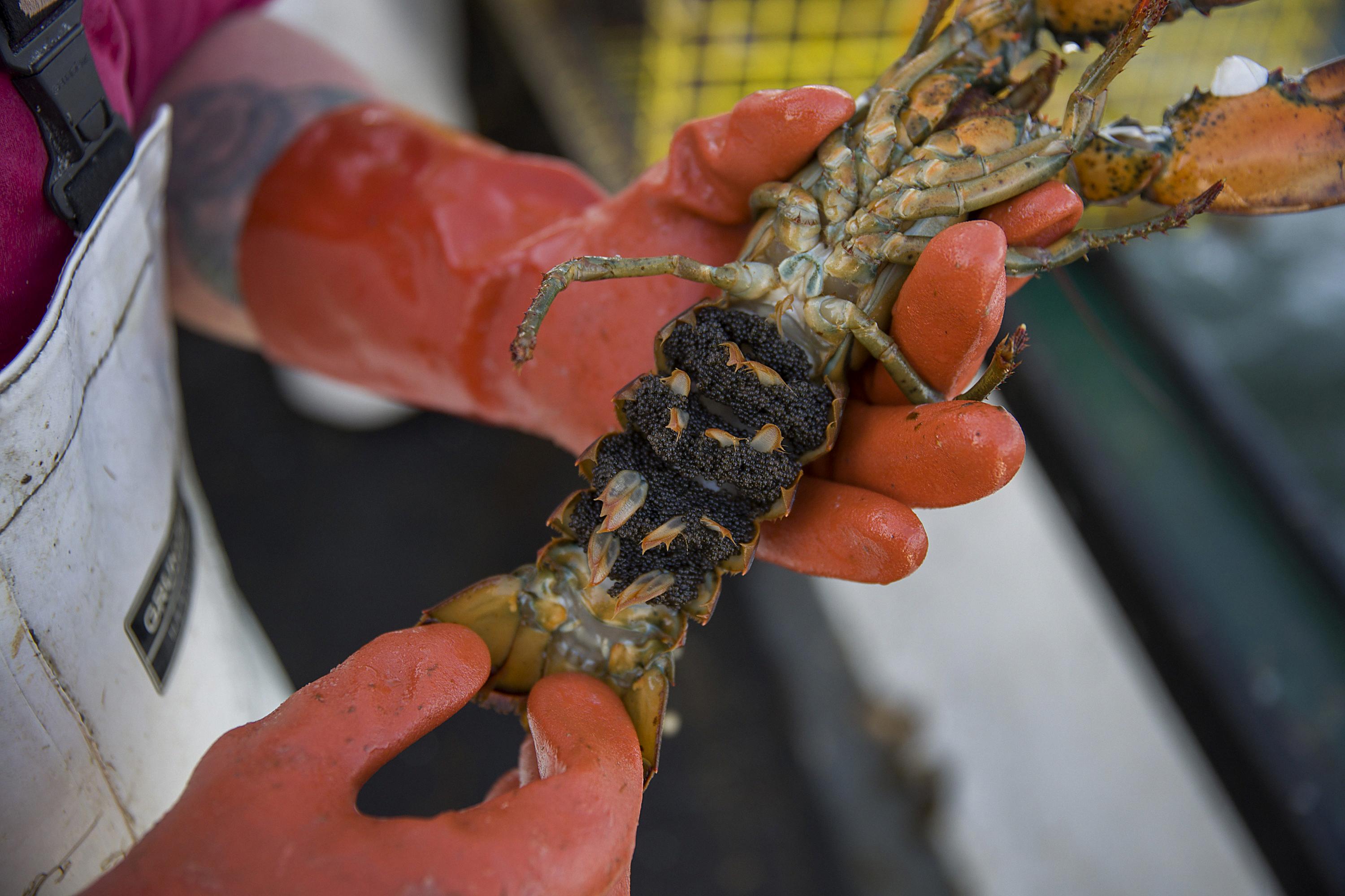 Tips In Keeping Lobster Fresh