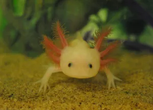 how long can axolotls be out of water 1 1