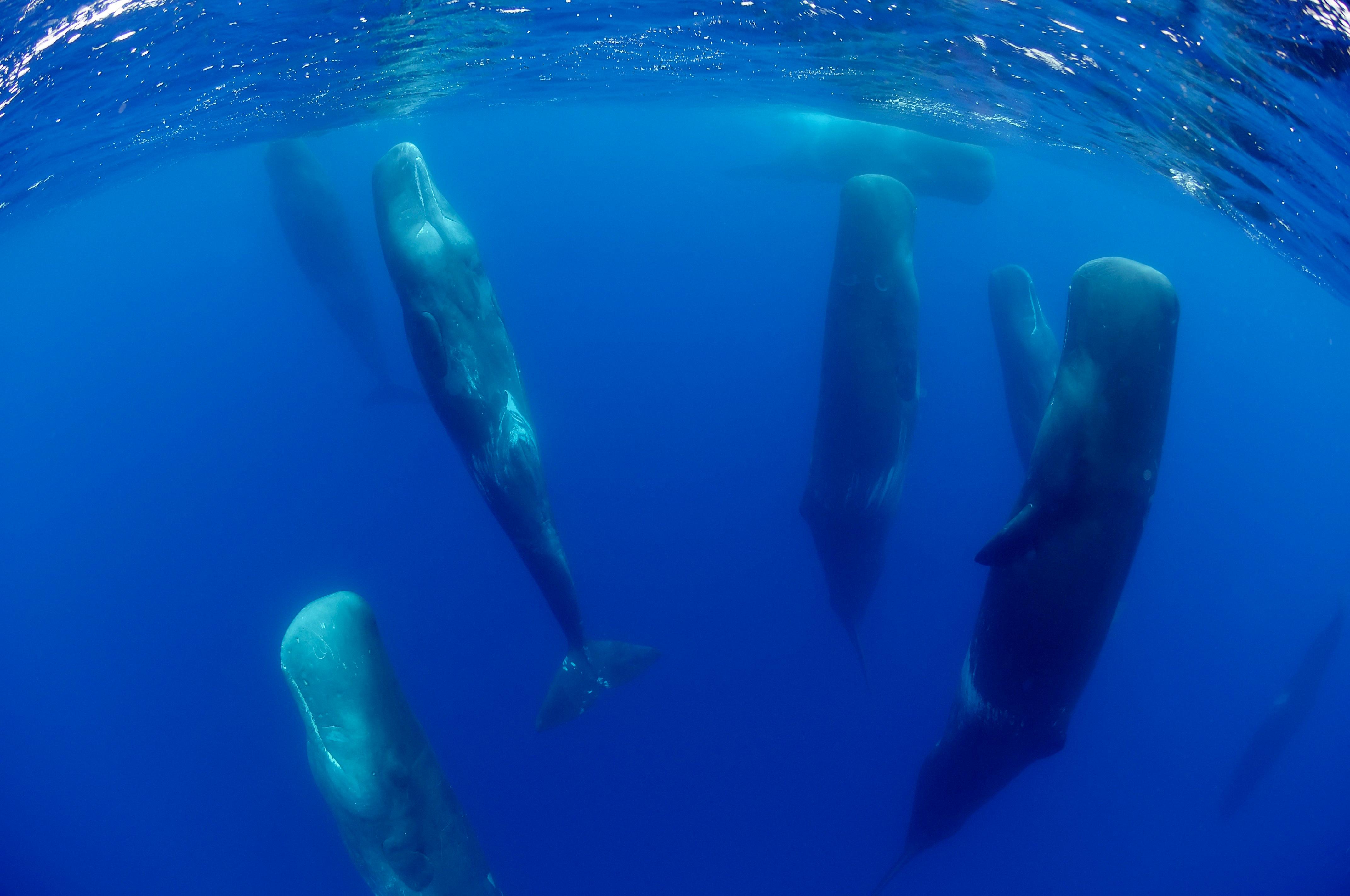 how long can orcas go without air