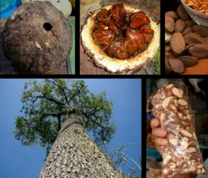 how long do brazil nuts last once opened 1 1