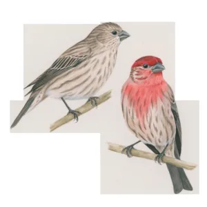 how long do finches live 1 1