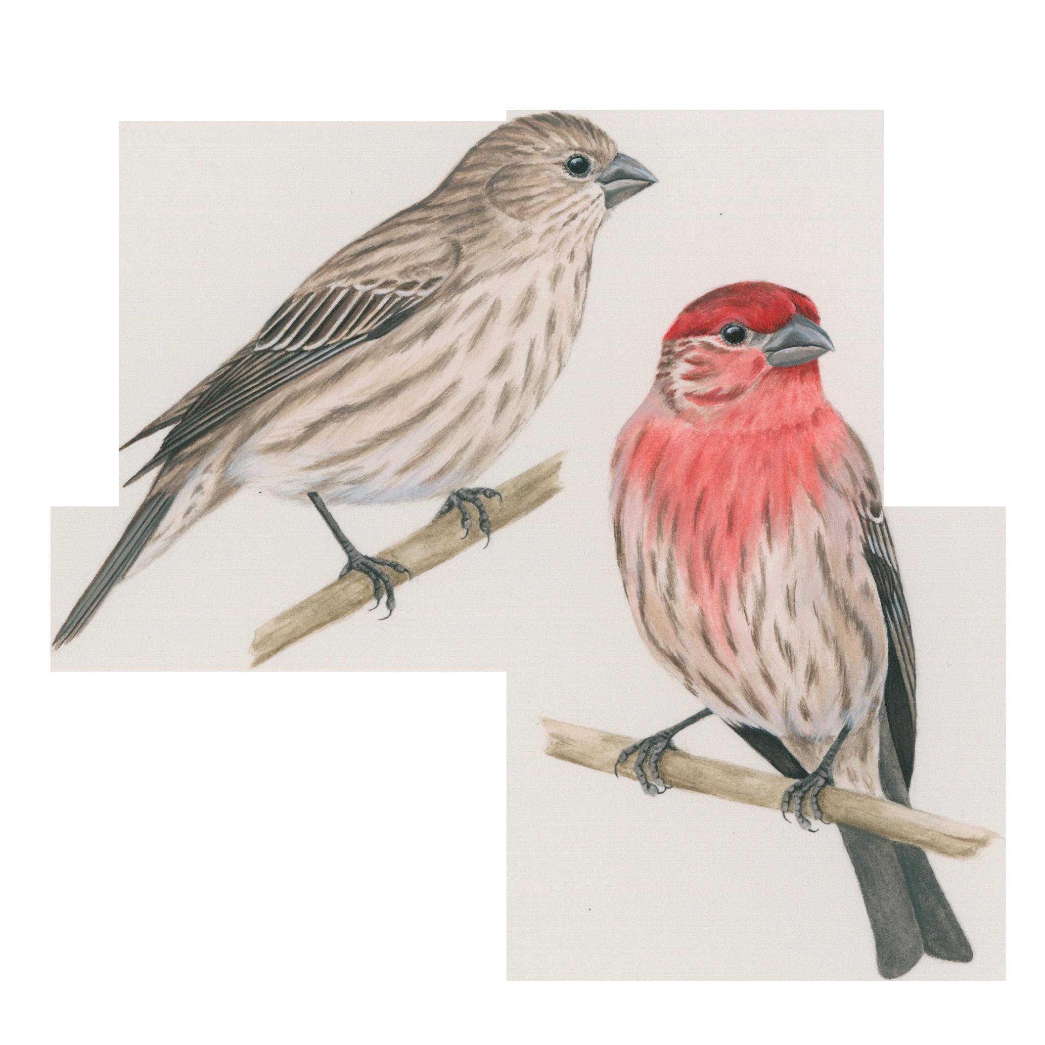how long do finches live