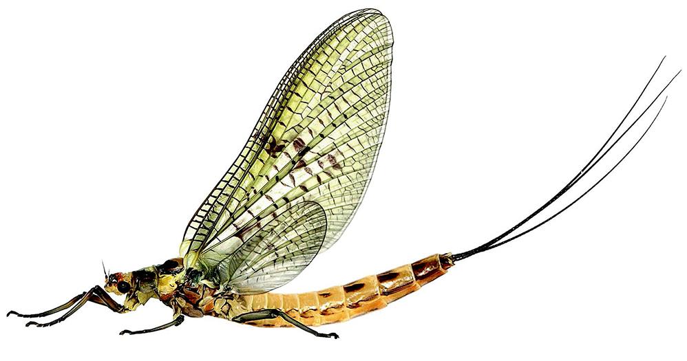 how long do mayflies live