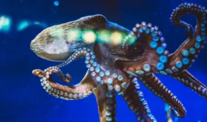 how long do octopus live in captivity 1 1