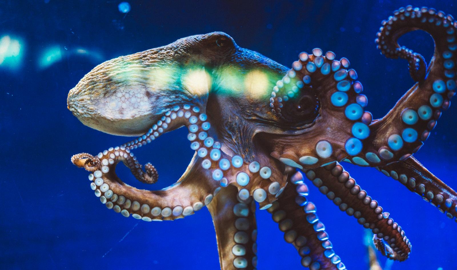 how long do octopus live in captivity