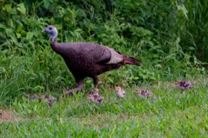 how long do turkeys live 1 1