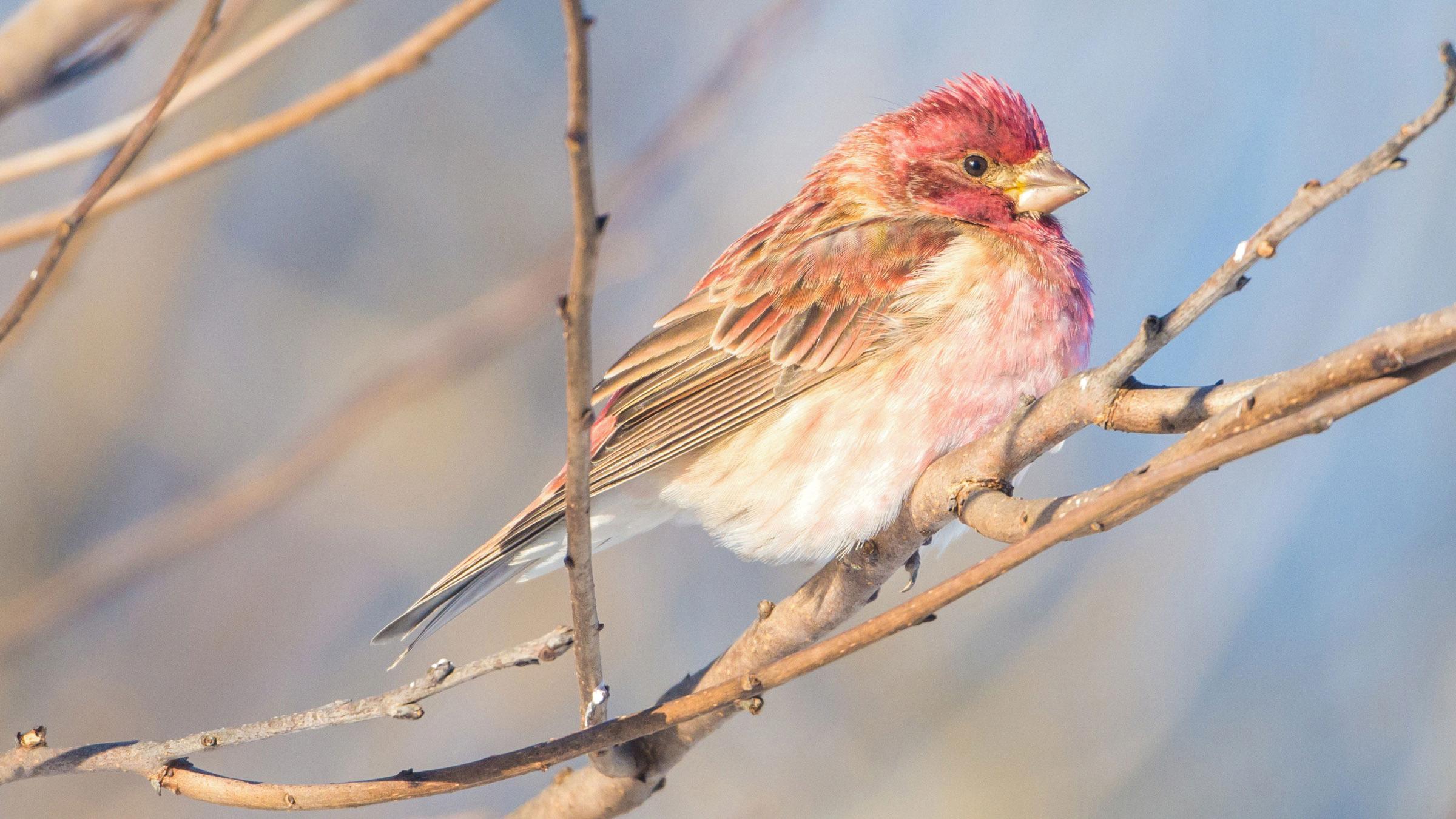 how long does finches live