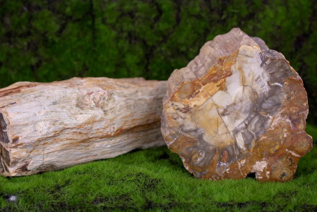 The Fascinating Process of Wood Petrification Explained