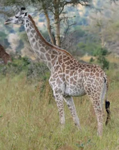 how long is a giraffes tongue 1 1