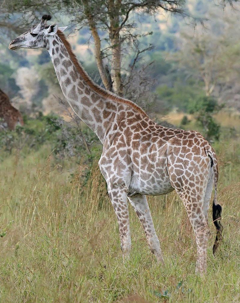 how long is a giraffes tongue 1