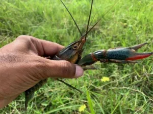 how many crawfish in a pound 1 1