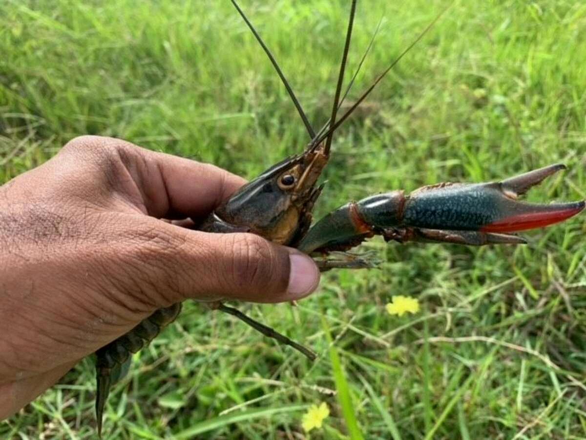 how many crawfish in a pound