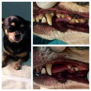 how many teeth do chihuahuas have 1 1