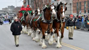 how much does a clydesdale weigh 1 1