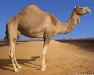 how tall are camels 1 1