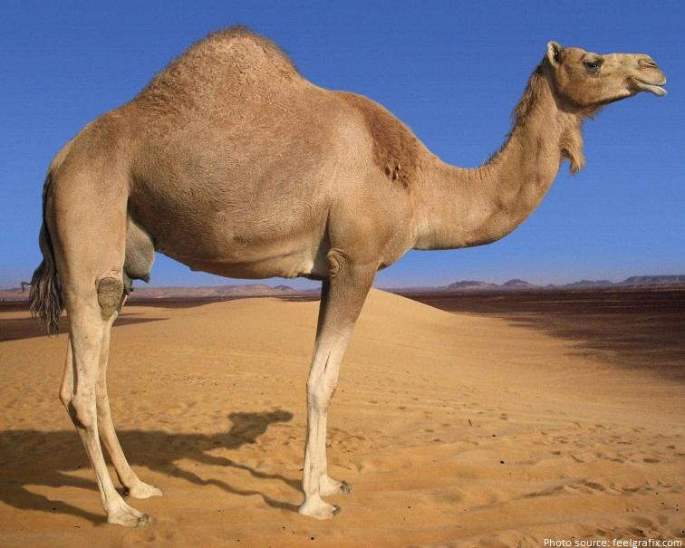 how tall are camels
