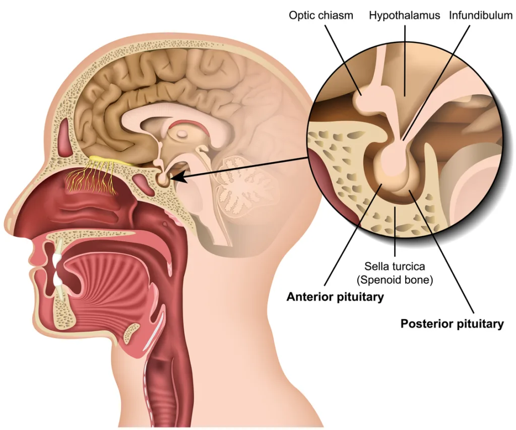 infundibulum brain 1680884985