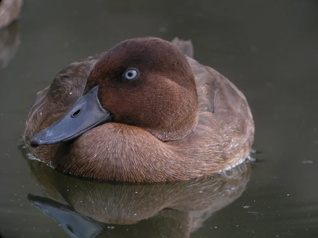 madagascar pochard 1681009978