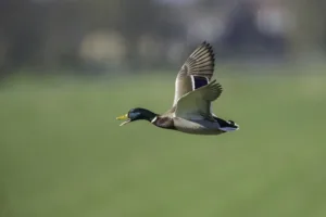 mallard 1681009914