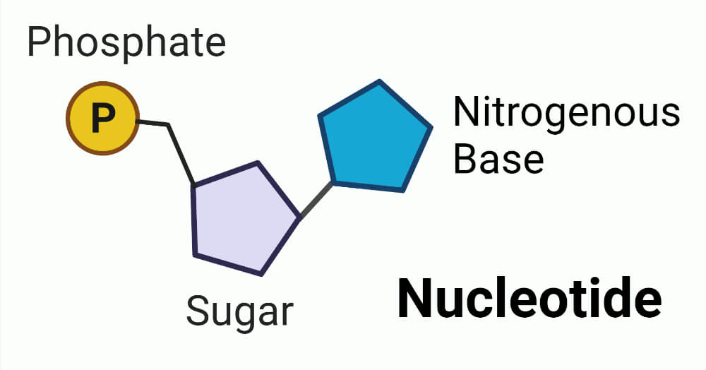 nucleotide 1682215077