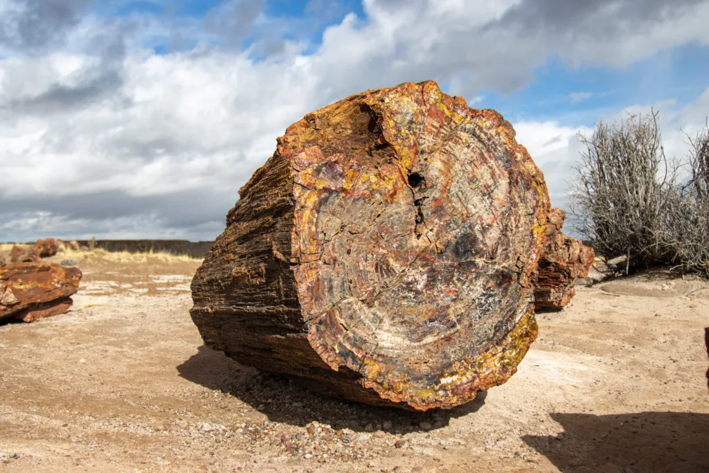 petrified wood 1682141078