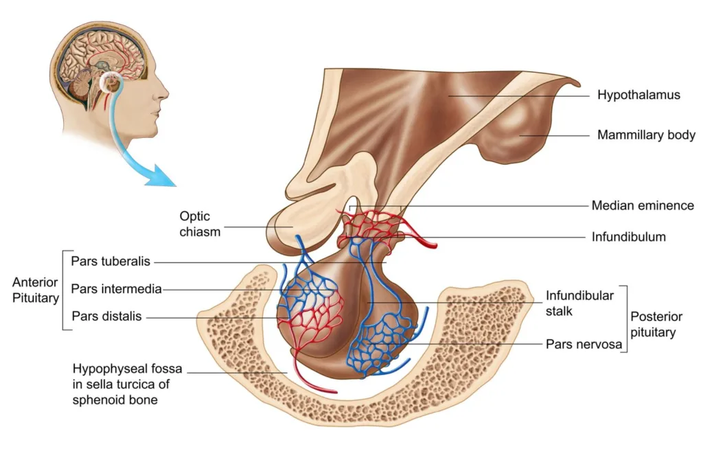 pituitary infundibulum 1680884937