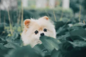 pomeranian 1680876268