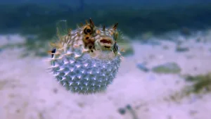 pufferfish 1682320471