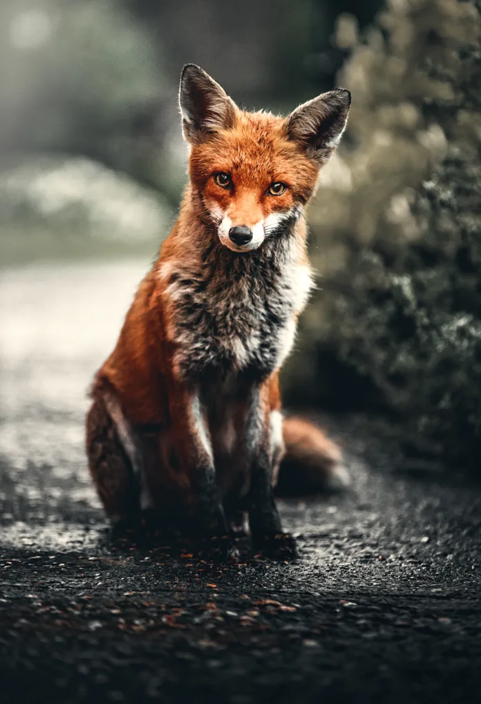 red fox 1680389332