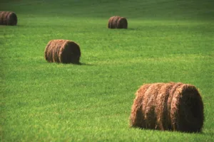 roughage livestock 1680330732