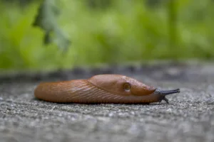 slug 1682214790