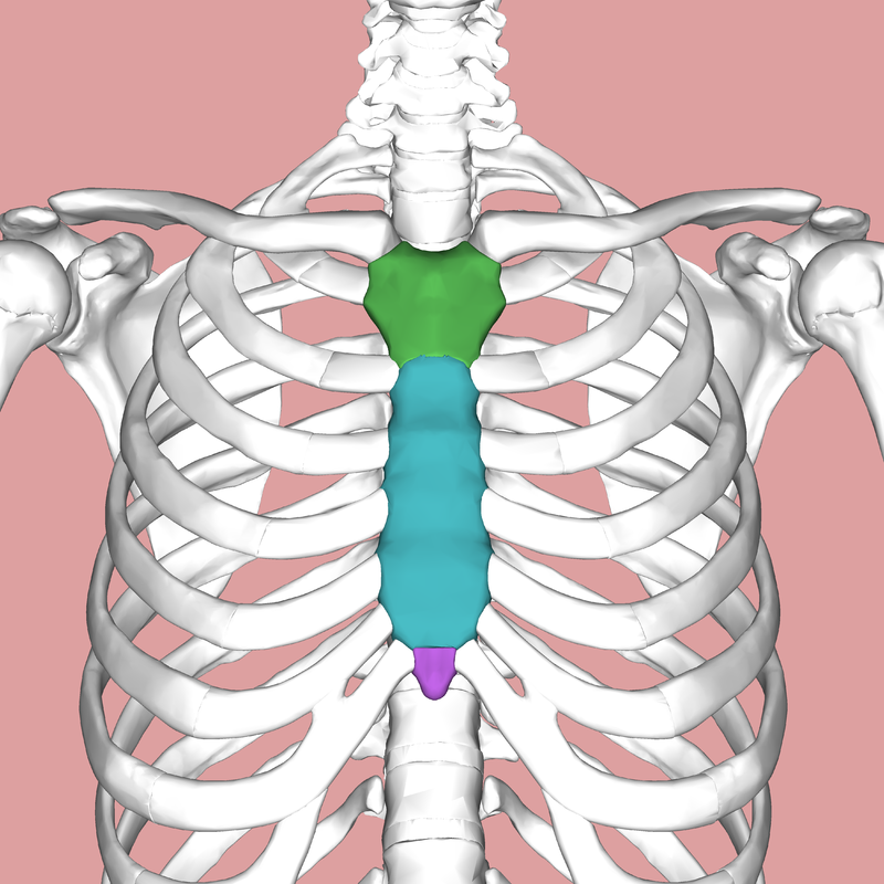 sternum 1682234101