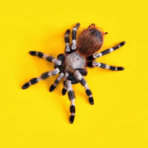 tarantula 1682212841