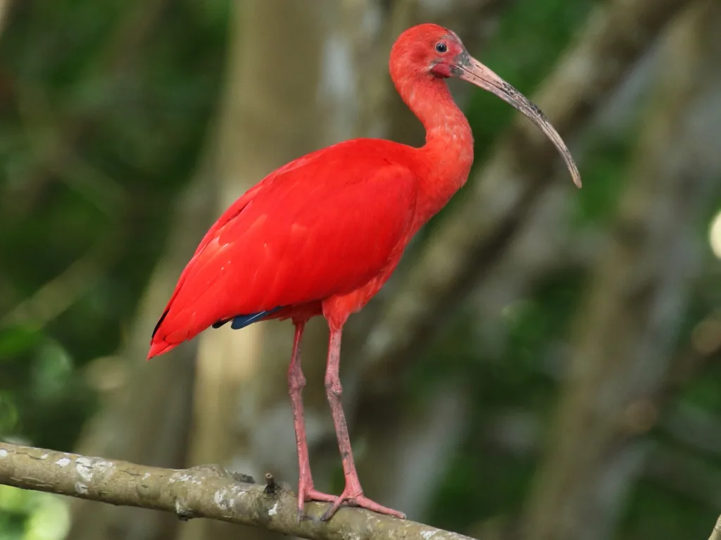 the scarlet ibis 1681617283