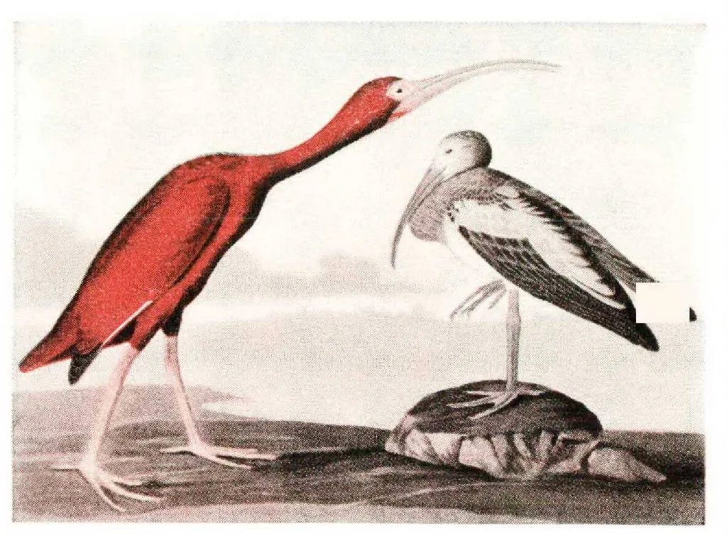 the scarlet ibis james hurst 1681617350
