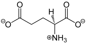 Glutamate 1683473085