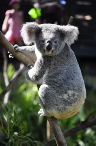 Koala 1684497855