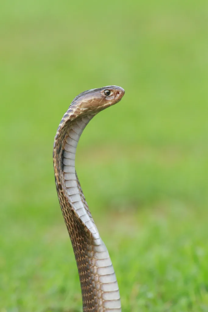 Lion cobra 1684580611