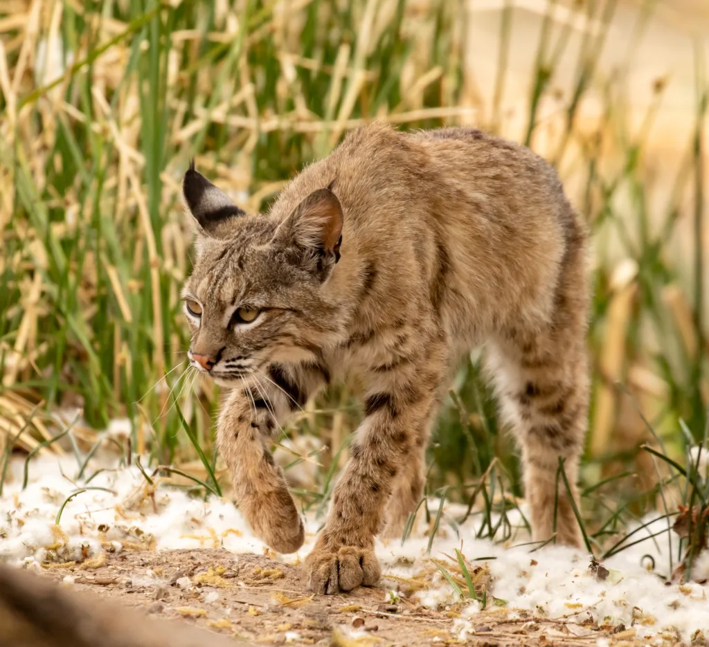 bobcat 1684601706