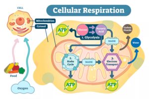 cellular respiration 1683378509