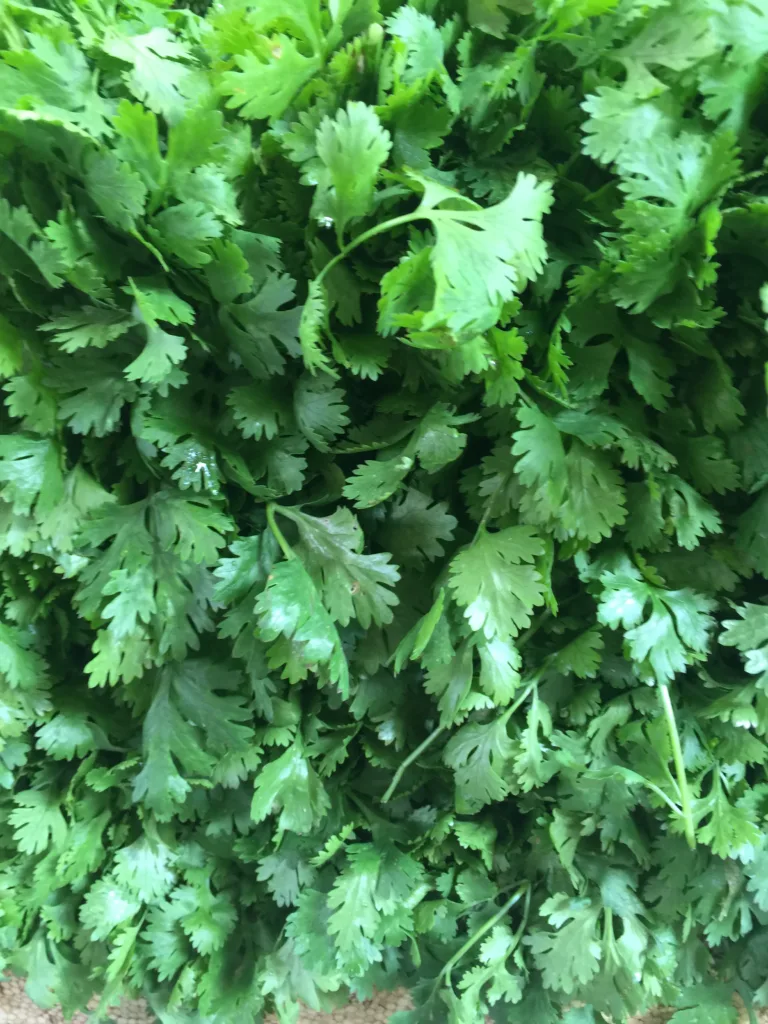 cilantro 1683380431