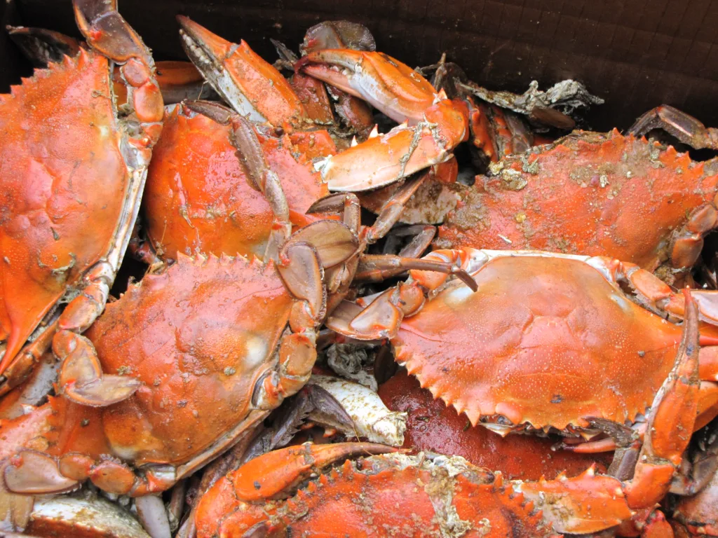crab 1683277673