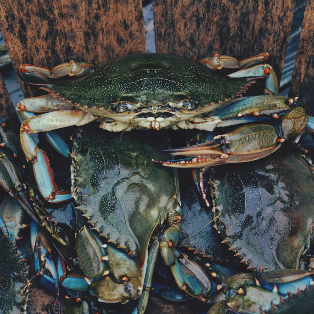 crab 1683277677
