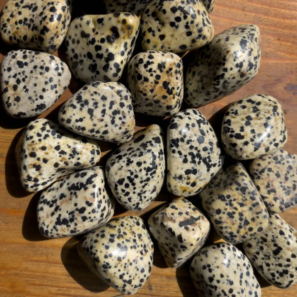 dalmatian jasper 1682925897